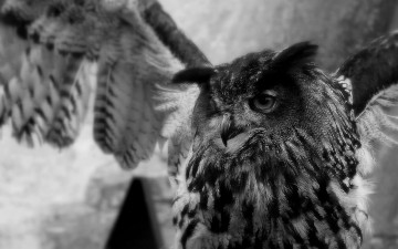 Картинка животные совы