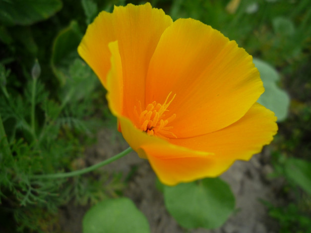 Обои картинки фото цветы, эшшольция