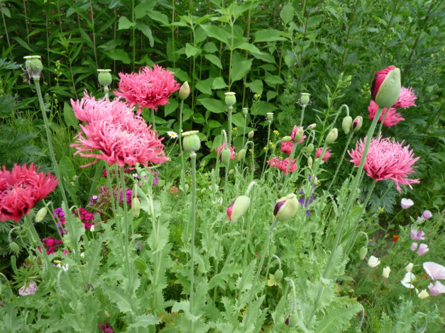 Обои картинки фото цветы, маки