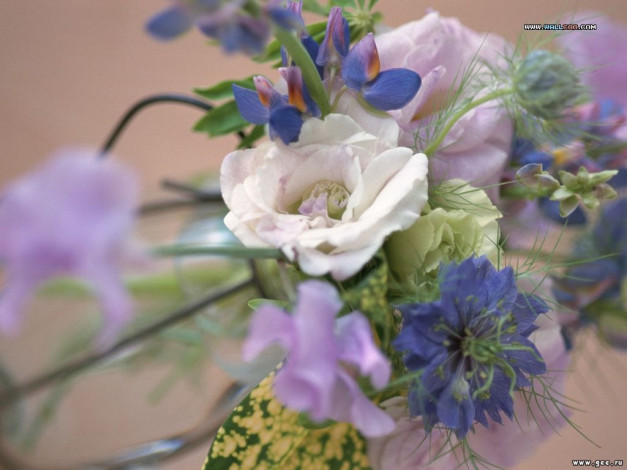 Обои картинки фото цветы, разные, вместе