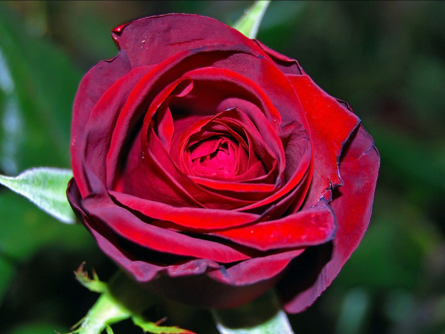 Обои картинки фото цветы, розы