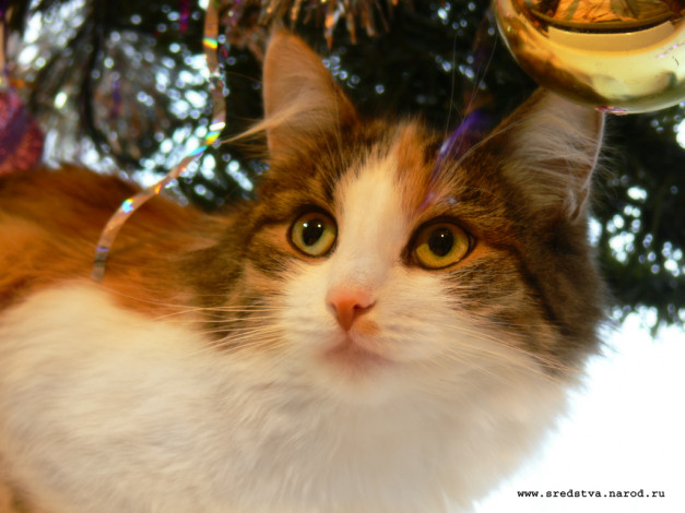 Обои картинки фото кошка, мася, животные, коты