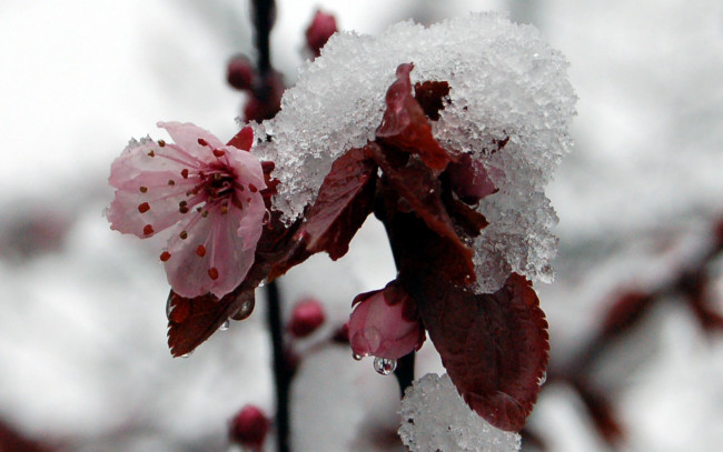 Обои картинки фото цветы, цветущие, деревья, кустарники