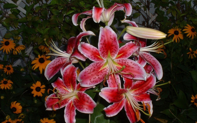 Обои картинки фото цветы, лилии, лилейники