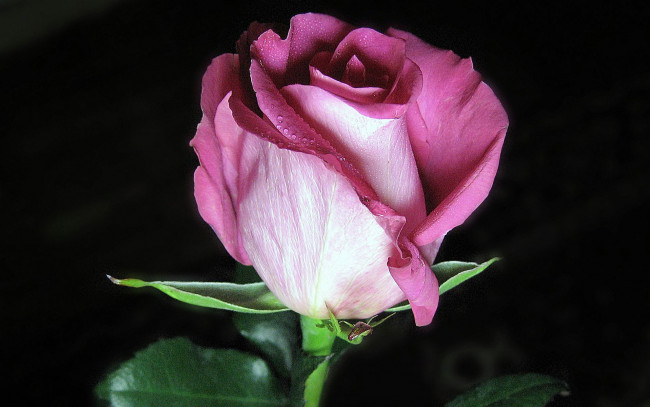 Обои картинки фото цветы, розы