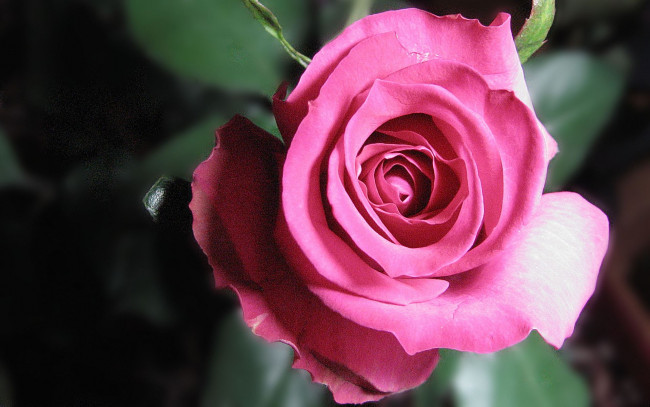 Обои картинки фото цветы, розы