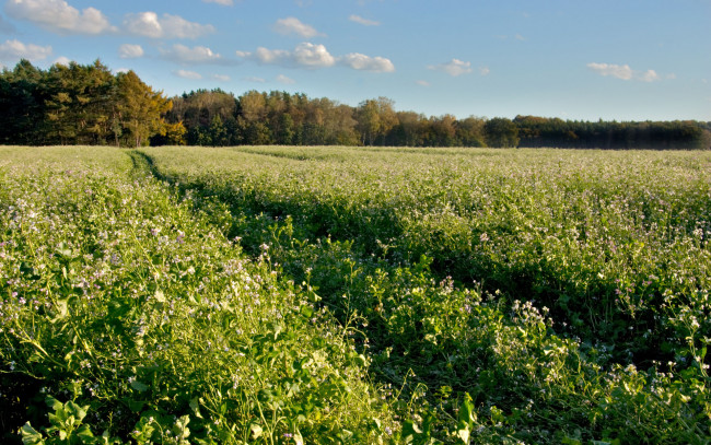 Обои картинки фото природа