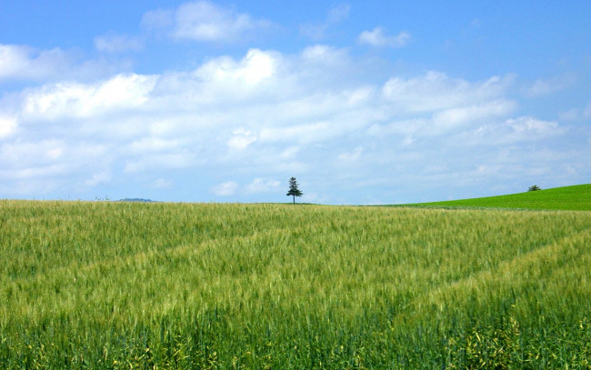 Обои картинки фото природа, поля