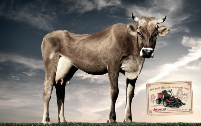 Обои картинки фото животные, коровы, буйволы