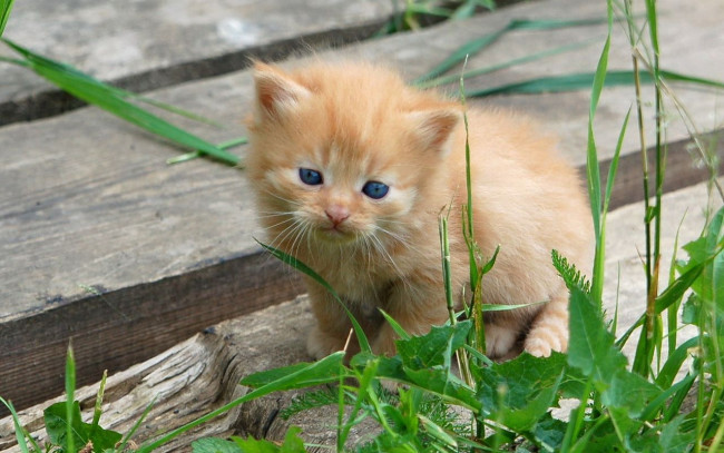 Обои картинки фото животные, коты