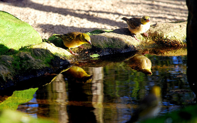 Обои картинки фото животные, воробьи