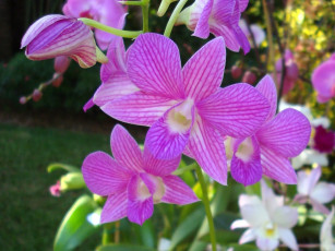 Картинка цветы орхидеи