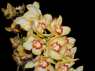 Картинка цветы орхидеи