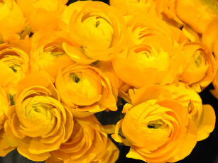 Картинка цветы ранункулюс азиатский лютик