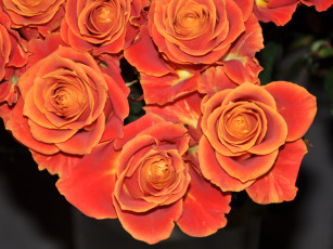 обоя цветы, розы