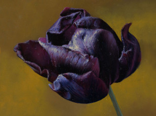 Картинка рисованные цветы