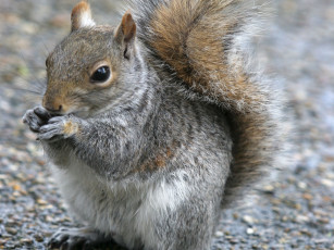 обоя животные, белки