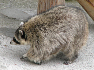 Картинка животные еноты