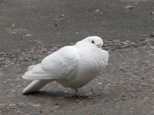 обоя животные, голуби