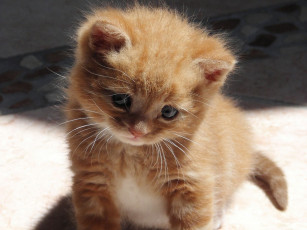 Картинка животные коты