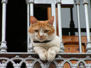 Картинка животные коты