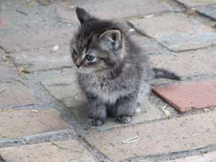 Картинка животные коты