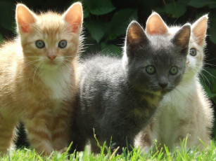 Картинка животные коты