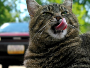 Картинка животные коты