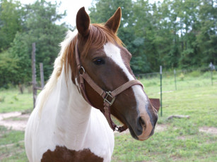 Картинка животные лошади