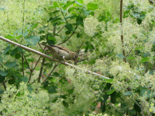 Картинка животные птицы