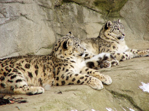 Картинка животные снежный барс ирбис