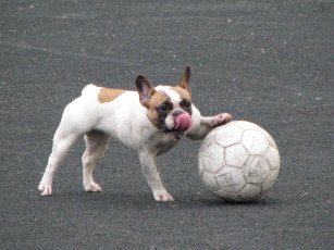 Картинка животные собаки