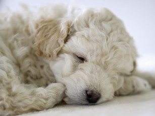 Картинка животные собаки