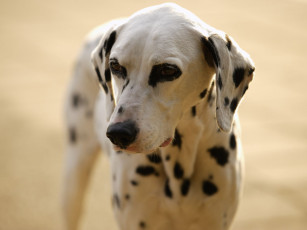 Картинка животные собаки