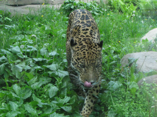 Картинка животные Ягуары