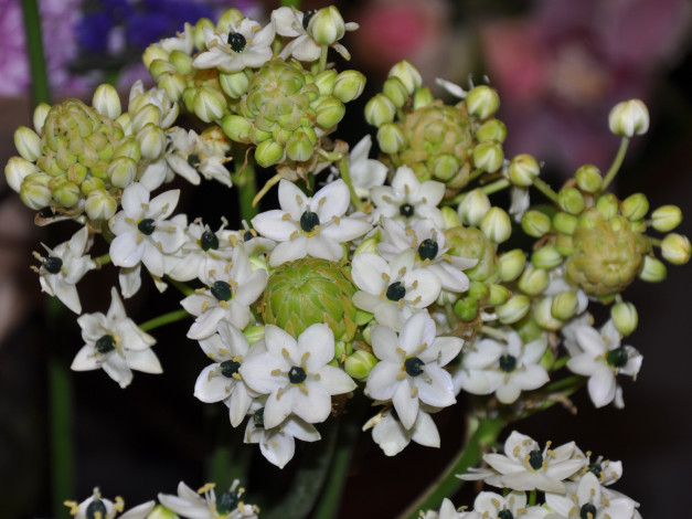 Обои картинки фото цветы