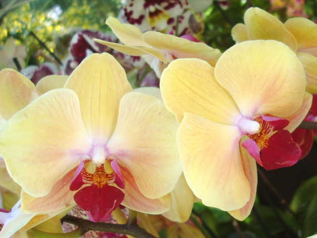 Обои картинки фото цветы, орхидеи