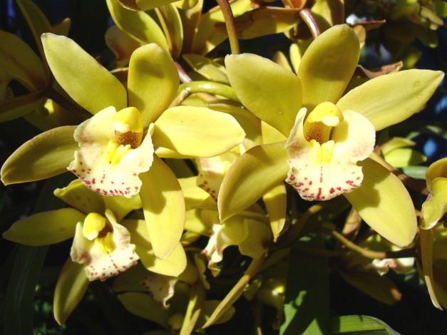 Обои картинки фото цветы, орхидеи