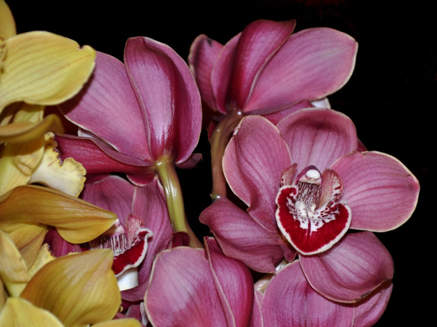 Обои картинки фото цветы, орхидеи