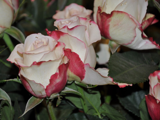 Обои картинки фото цветы, розы