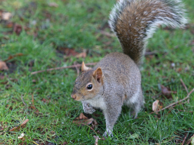 Обои картинки фото животные, белки