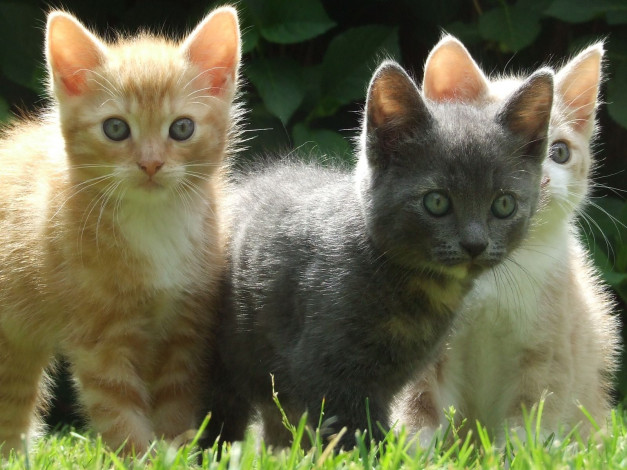 Обои картинки фото животные, коты