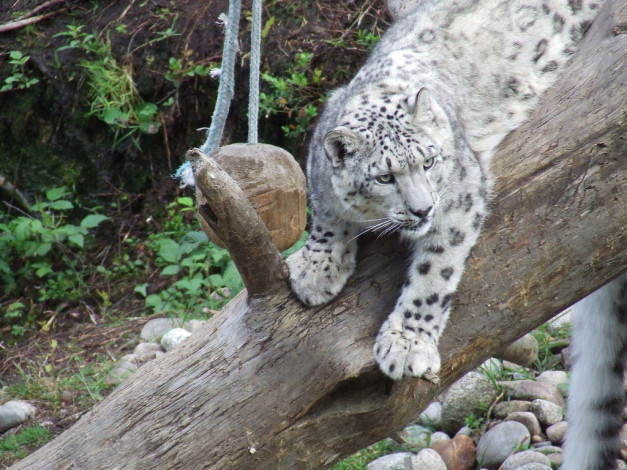 Обои картинки фото животные, снежный, барс, ирбис