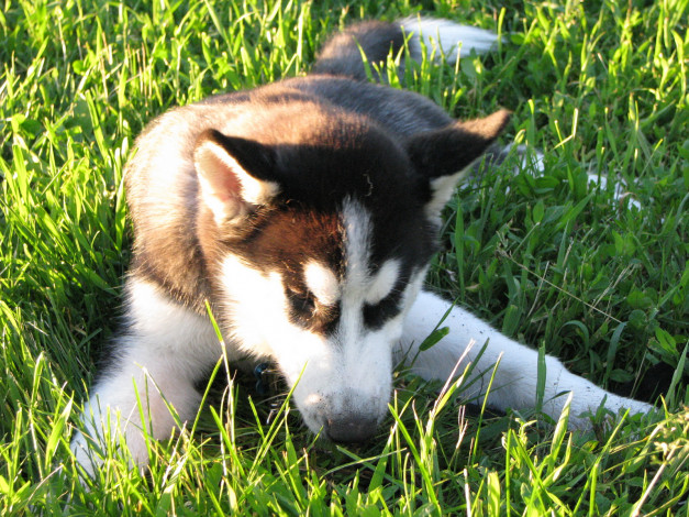 Обои картинки фото животные, собаки