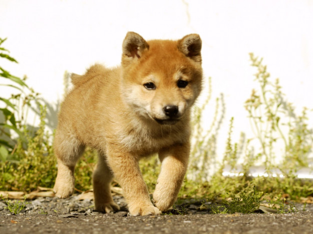 Обои картинки фото животные, собаки