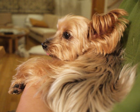 Картинка животные собаки