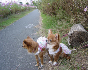 Картинка животные собаки