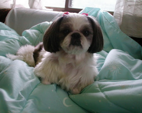 Картинка животные собаки