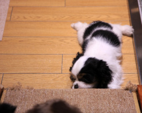 Картинка животные собаки