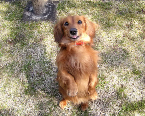 обоя животные, собаки